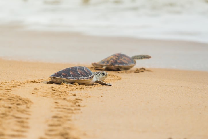 Searching for sea turtles on Myrtle Beach's coastline is a great activity for the fourth of July. 