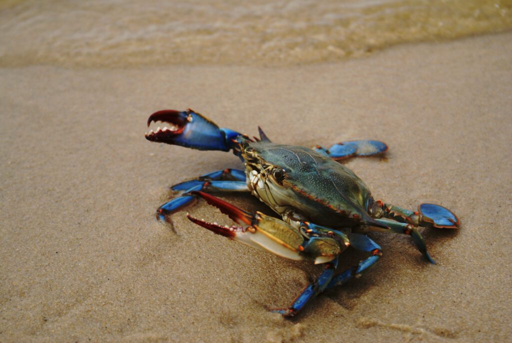 Blue Crab on beach - Blue Crab Festival - one of the top things to do in Myrtle Beach in Spring
